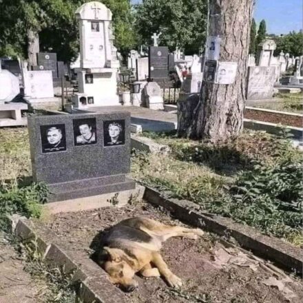 La conmovedora historia del perro que no abandona la tumba de su dueño