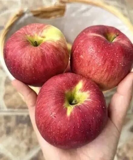Médicos revelan que comer una manzana cada noche provoca…