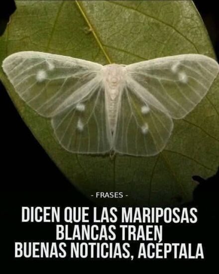 Qué significa cuando una mariposa negra te visita