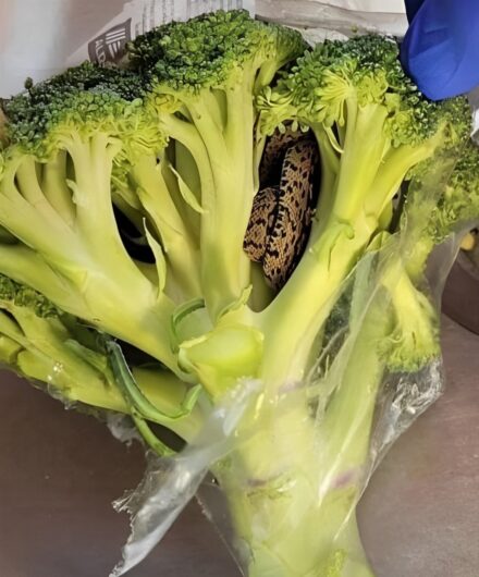 Un descubrimiento sorprendente en una bolsa de brócoli de Aldi: una aventura culinaria que lo cambió todo.