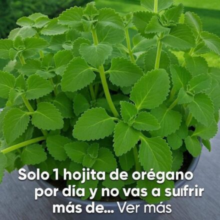 Sólo 1 hoja de orégano al día y no sufrirás más…