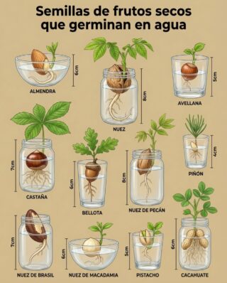 Semillas de frutos secos que germinan en agua
