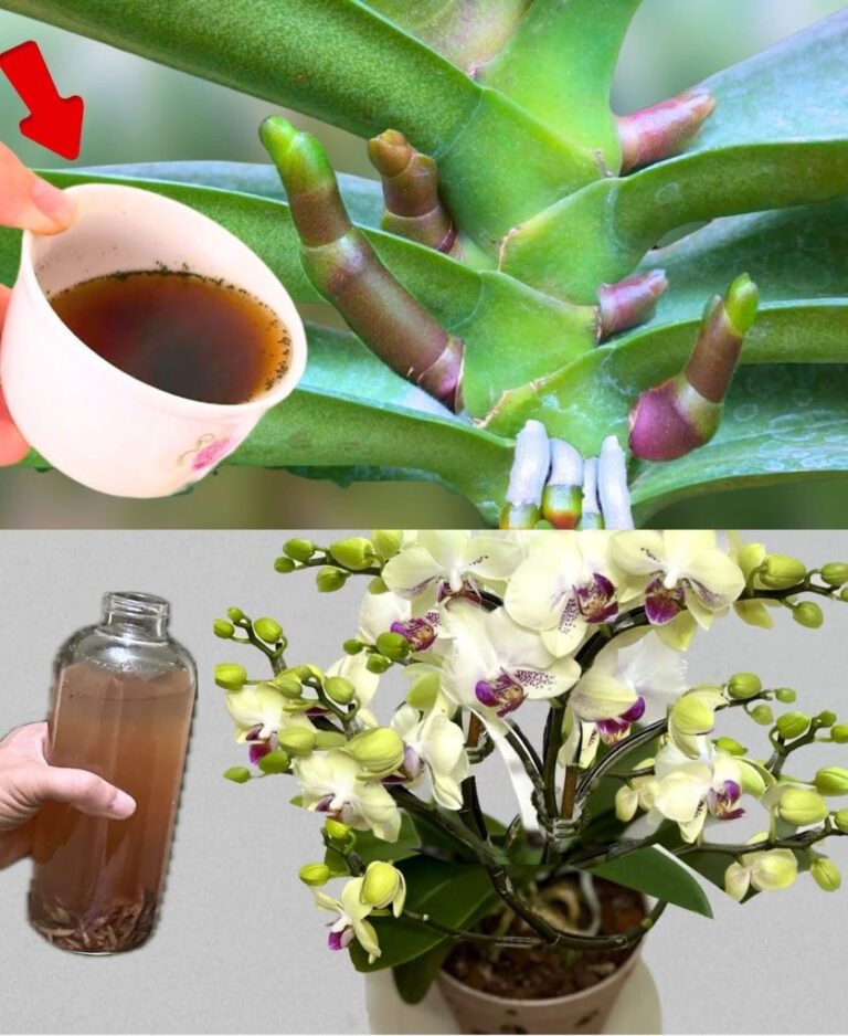 Orquídea muy frondosa, si la riegas con esto quedará 10 veces más bonita