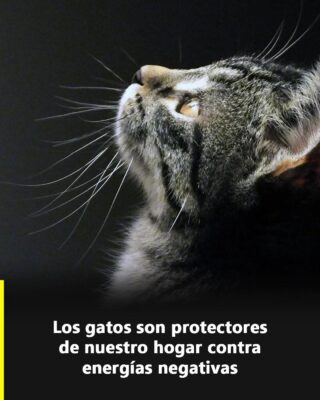 El misterioso poder de los gatos: por qué se cree que protegen el hogar de energías negativas y fantasmas
