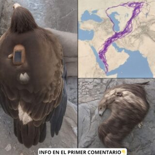 El Asombroso Viaje de un Águila: Historias de Migración y Supervivencia