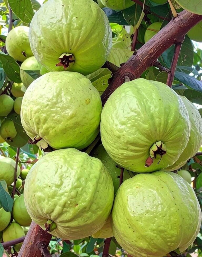 Médicos REVELAN que el té de hoja de guayaba provoca in… ver más
