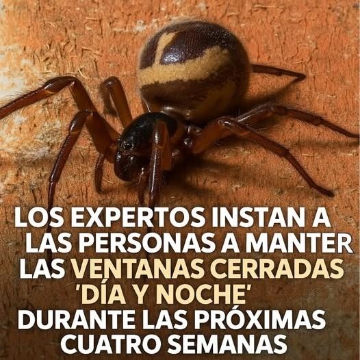 Mantén las ventanas cerradas para evitar que las arañas entren a tu casa