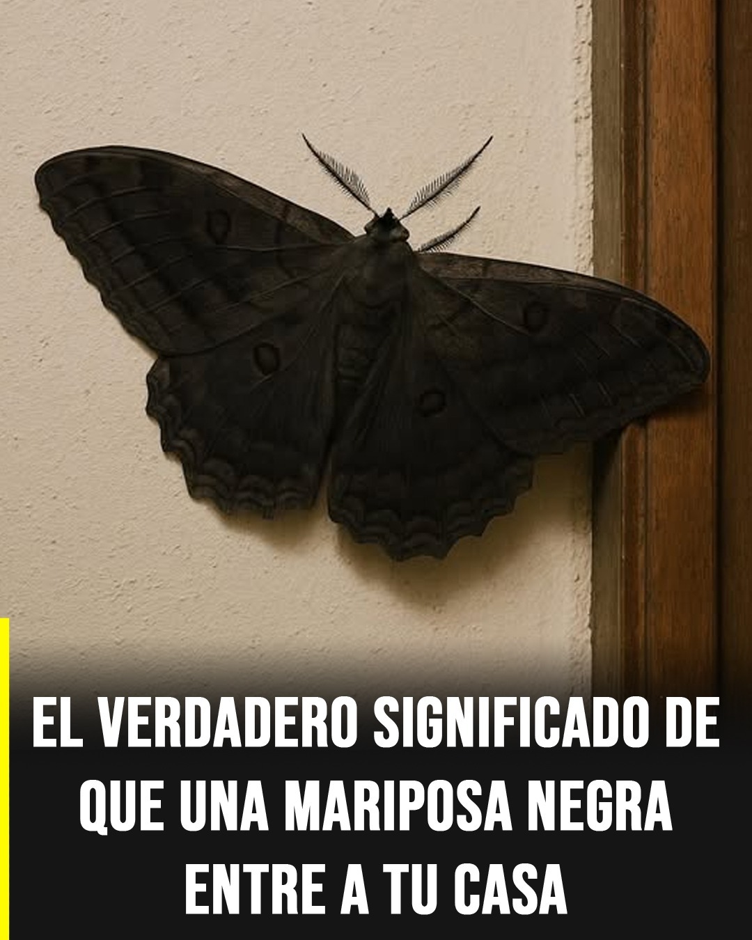 Este es el verdadero significado de que una mariposa negra llegue a tu hogar.