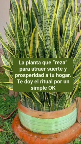 La planta que “reza” para atraer suerte y prosperidad a tu hogar. Te ofrezco el ritual a cambio de un pequeño favor.