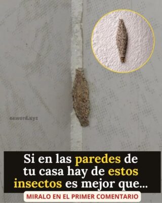 Si en las paredes de tu casa hay de estos insectos es mejor que…