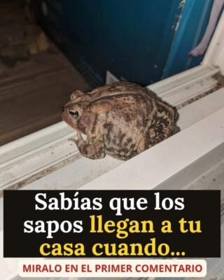 ¿Por qué aparece un sapo en tu casa y qué puede estar indicando su presencia?