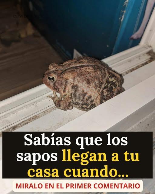 ¿Por qué aparece un sapo en tu casa y qué puede estar indicando su presencia?