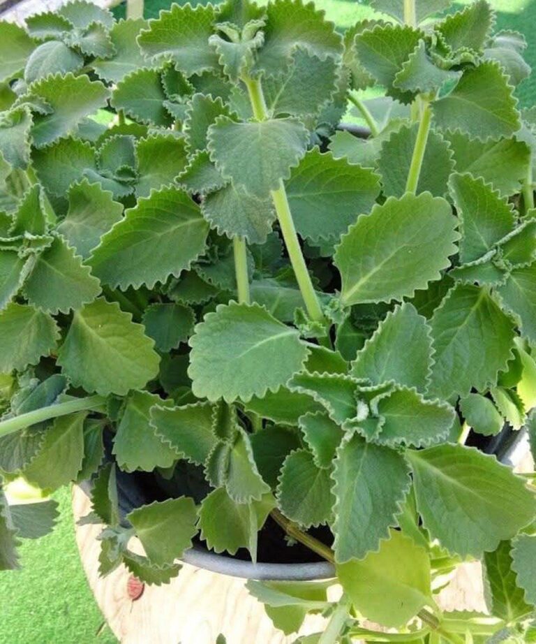 Sólo 1 hoja de orégano al día y no sufrirás